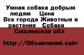 Умная собака добрым людям. › Цена ­ 100 - Все города Животные и растения » Собаки   . Смоленская обл.
